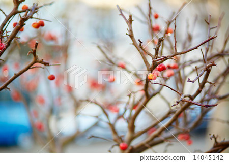 Red ripe crabapples on the tree 14045142