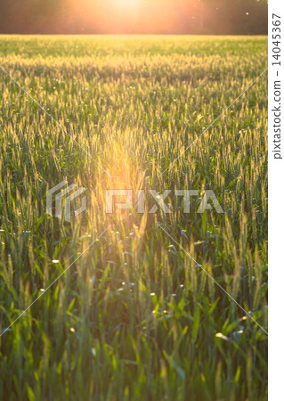 Beautiful plants in a field Beautiful plants in a field 14045367