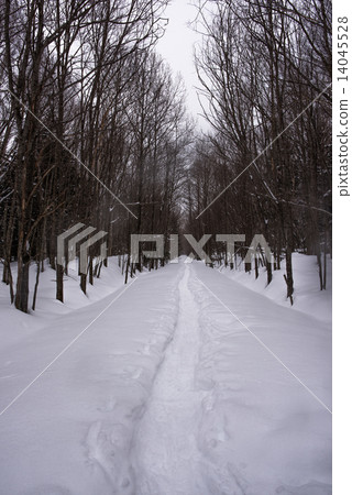 Winter snow piled forest road 14045528