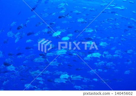 一群rowinas 14045602