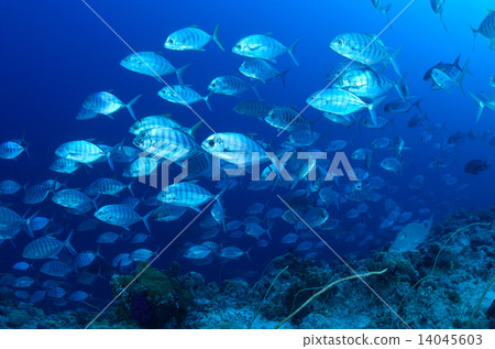一群黑鰭金槍魚 一群黑鰭金槍魚 14045603