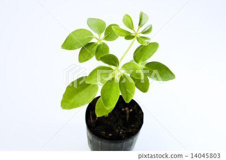 木棉民間葉 木棉民間葉 14045803