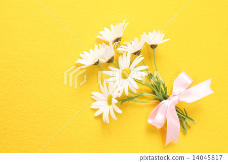 瑪格麗特和粉紅絲帶 14045817