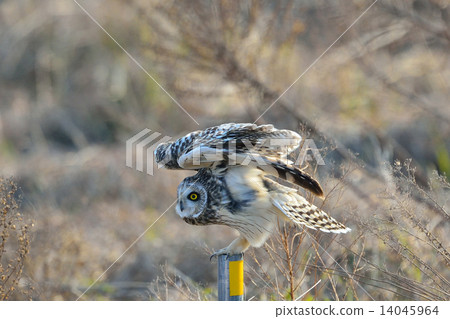 Owl Owl 14045964