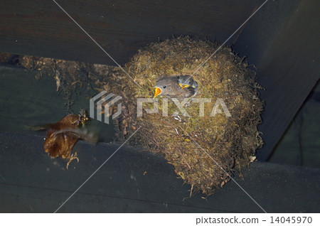 Misozai養育子女 Misozai養育子女 14045970