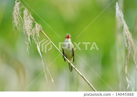 Oyo Yoshikiri 14045988