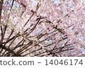 Good cherry trees 14046174