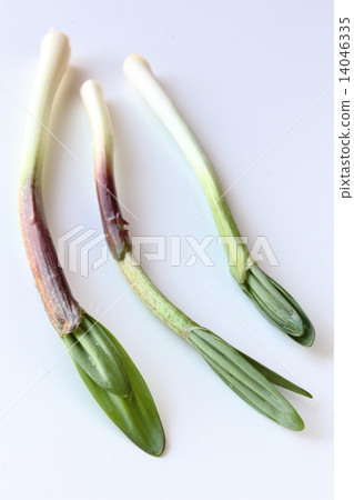 Garlic clamor Garlic clamor 14046335