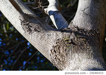 Mukunoki（Ryuki） 14046433