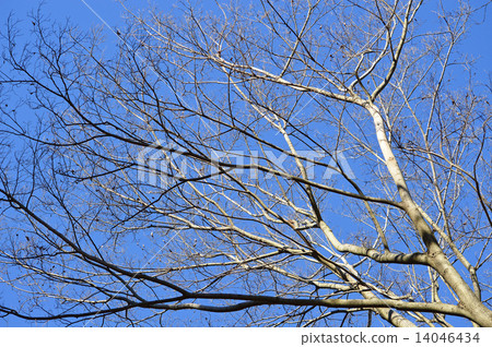 Mukunoki（Ryuki） 14046434