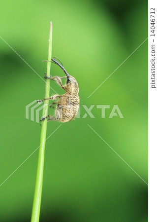 Hi Hiro Chokkiri Hi Hiro Chokkiri 14046712