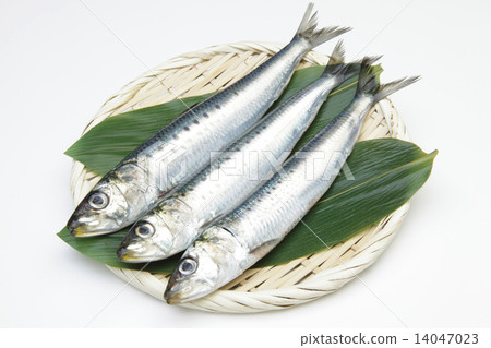 真正的沙丁魚 14047023