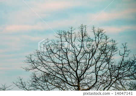big dead tree big dead tree 14047141