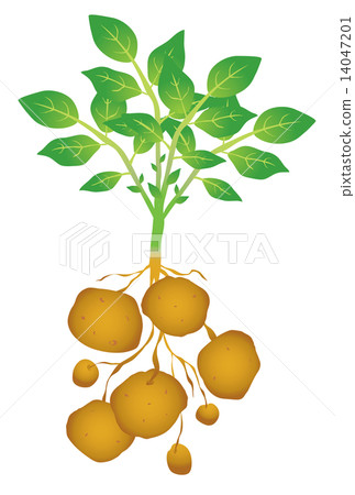 Potatoes 14047201