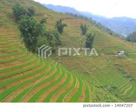 Vietnamese Sapa 's graded field 14047207