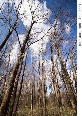 Winter sky and dead tree stand 14047274