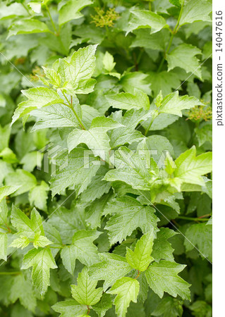 Green foliage on guelder-rose bush 14047616