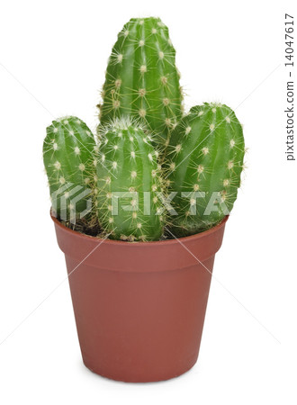 Cactus on white 14047617