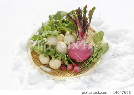 Snow vegetables 14047698