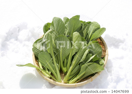 Snow vegetables 14047699
