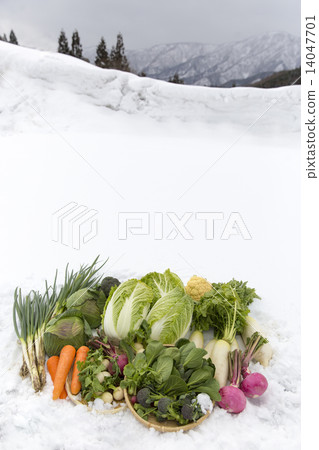 Snow vegetables 14047701