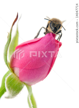 bee and rose 14047714