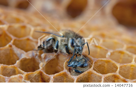 bee looks 14047716