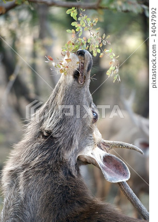 Male sambar deer reaching for leaves 14047992