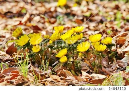 阿多尼斯拉莫薩 14048110