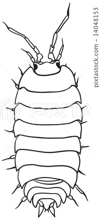 Woodlouse - monochrome vector drawing 14048153