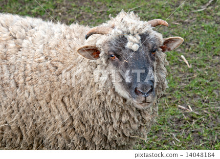 a ram 14048184
