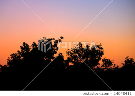 Tree silhouette with morning sky 14048411
