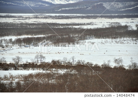 Winter in Kushiro Marsh 14048474