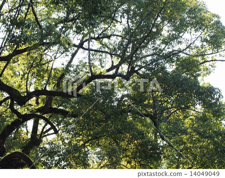 Ozuki of the Temma of Dazaifu Tenmangu Shrine Ozuki of the Temma of Dazaifu Tenmangu Shrine 14049049