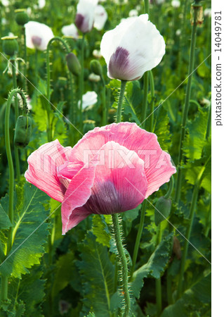 Red and white poppy flowers 14049781