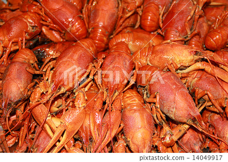 Background with many crawfishes Background with many crawfishes 14049917