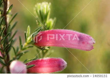 A flower that makes us feel warmer by taking a morning sun on a cold New Year's Eve (Erica · Christmas parade) 14050131