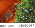 朱紅色和綠色 14050167