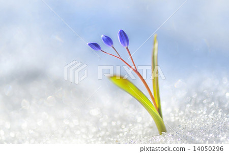 Spring flower crocus 14050296