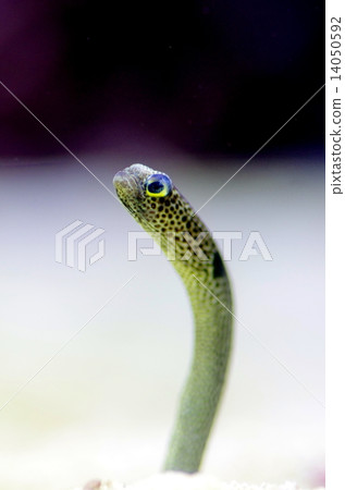 Chinese eel 14050592