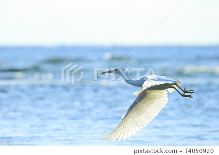 Shoot to the sea Shoot to the sea 14050920