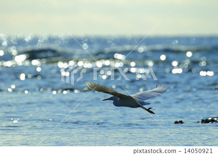 Shoot to the sea Shoot to the sea 14050921