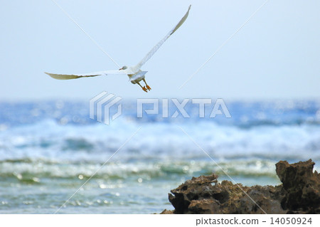 Shoot to the sea Shoot to the sea 14050924