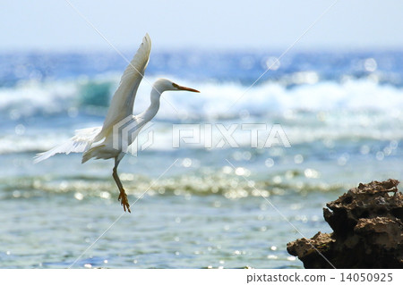 Shoot to the sea Shoot to the sea 14050925