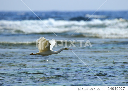 Shoot to the sea Shoot to the sea 14050927