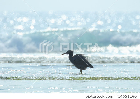 Kurosagi and the sea Kurosagi and the sea 14051160