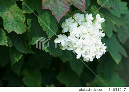 Kashiwaba Hydrangea Kashiba Hydrangeas double flower bloom Kashiwaba Hydrangea Kashiba Hydrangeas double flower bloom 14051647