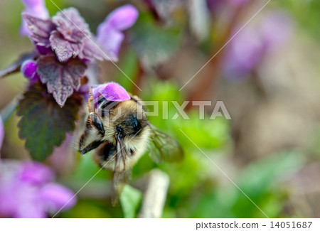 bumble-bee 14051687