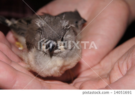 Kinjiri bird 14051691