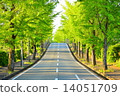 Fresh green tree-lined avenue 14051709